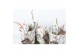Orchidee Cocoon Orchids,1 tak/plnt,1 tak/plnt 