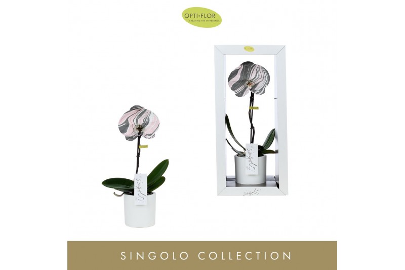 Phalaenopsis roze Singolo - Arto Marble Soft Pink - 1 bloem - Lazio Wh 