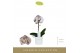 Phalaenopsis roze Singolo - Arto Marble Soft Pink - 1 bloem - Lazio Wh 