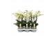 Phalaenopsis multiflora wit Flora P12 A2 White 2+ spike 30 bl. 2 tak/p 
