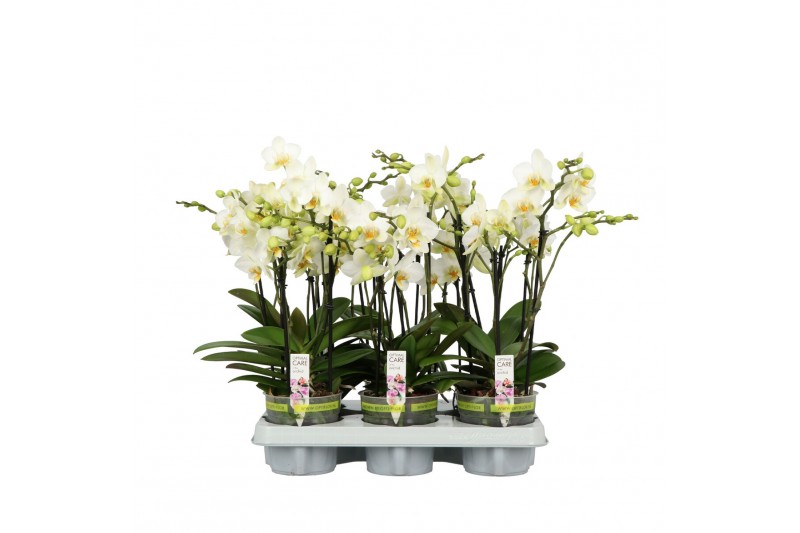Phalaenopsis multiflora wit Flora P12 A2 White 2+ spike 30 bl. 2 tak/p 
