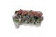 Hydrangea curly wurly Mix 3-5 Bloem 