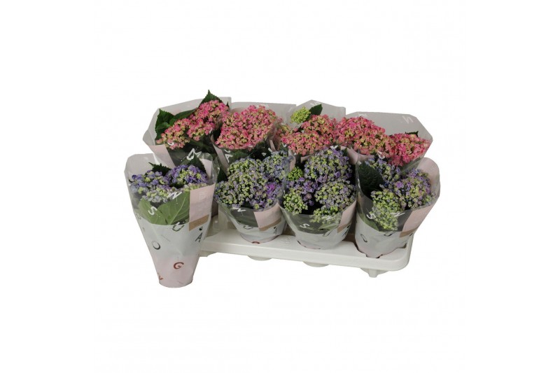 Hydrangea curly wurly Mix 3-5 Bloem 