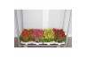 Celosia argentea plumosa grp kelos fire mix