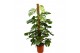 Monstera deliciosa mosstok blad op 120cm 