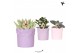 Succulenten mix Kolibri Greens Succulenten mix in Fruity pot pink mix  
