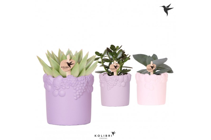 Succulenten mix Kolibri Greens Succulenten mix in Fruity pot pink mix  