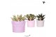 Succulenten mix Kolibri Greens Succulenten mix in Fruity pot pink mix  