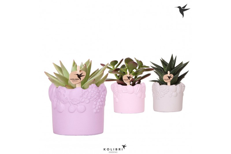 Succulenten mix Kolibri Greens Succulenten mix in Fruity pot pink mix  