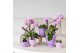 Succulenten mix Kolibri Greens Succulenten mix in Fruity pot pink mix  