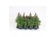 Antirrhinum majus twinny rood 