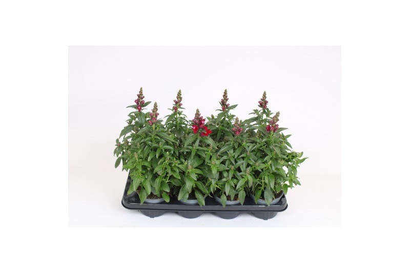 Antirrhinum majus twinny rood 