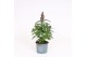 Antirrhinum majus twinny rood 