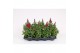 Antirrhinum majus twinny rood 