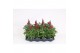 Antirrhinum majus twinny rood 