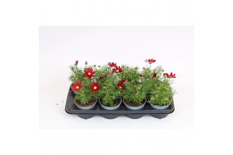 Cosmos bipinnatus casanova red 