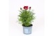 Cosmos bipinnatus casanova red 