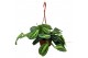 Maranta leuconeura lemon lime hangpot 