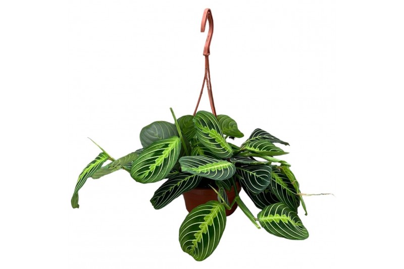 Maranta leuconeura lemon lime hangpot 