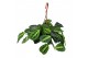 Maranta leuconeura lemon lime hangpot 