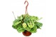 Maranta leuconeura light veins hangpot 