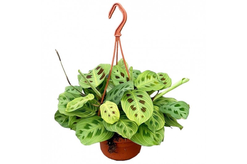 Maranta leuconeura light veins hangpot 