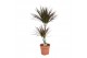 Dracaena marg. magenta 2pp - 45-15 