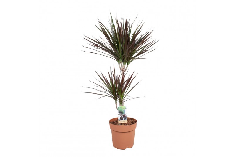 Dracaena marg. magenta 2pp - 45-15 