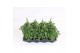 Antirrhinum majus geel 