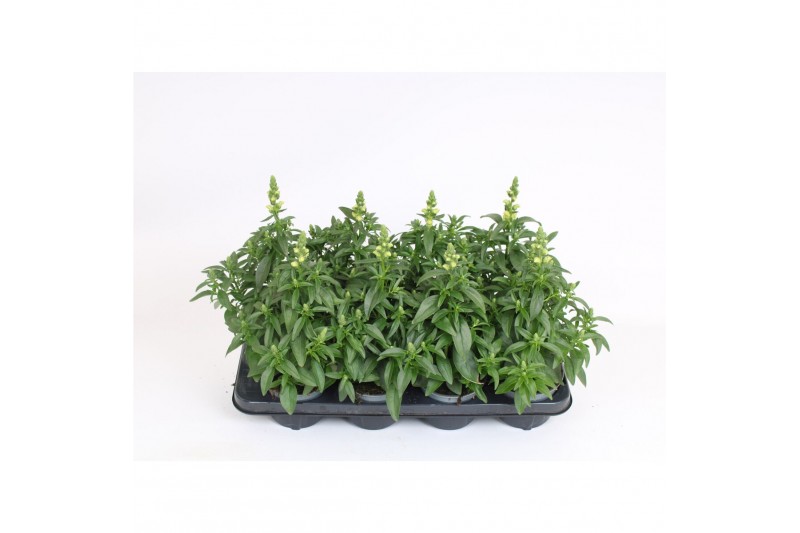 Antirrhinum majus geel 