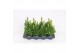 Antirrhinum majus geel 