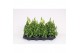 Antirrhinum majus geel 