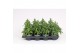 Antirrhinum majus geel 