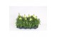 Antirrhinum majus geel 