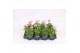 Cosmos bipinnatus sonata pink 