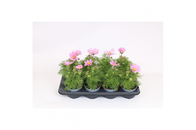 Cosmos bipinnatus sonata pink 