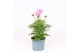 Cosmos bipinnatus sonata pink 