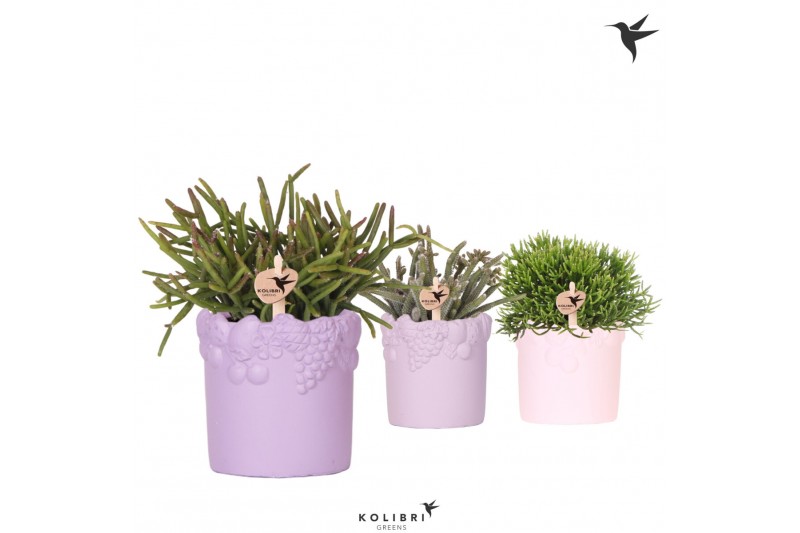 Rhipsalis mix Kolibri Greens Rhipsalis mix in Fruity pot pink mix cm d 