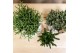 Rhipsalis mix Kolibri Greens Rhipsalis mix in Fruity pot pink mix cm d 