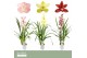 Cymbidium mix 1 tak - Orchid Collection 