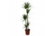 Dracaena marginata 5pp - 120-90-60-30-15 