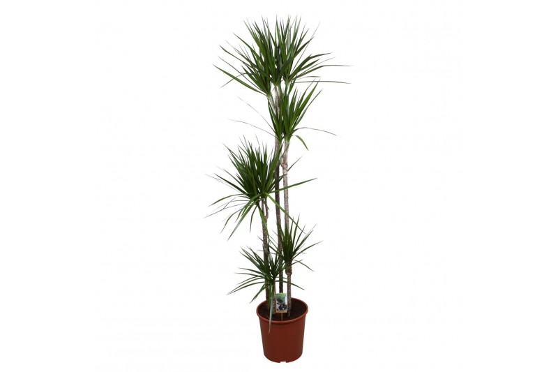 Dracaena marginata 5pp - 120-90-60-30-15 