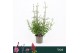 Verbena bonariensis Bonne Blue 
