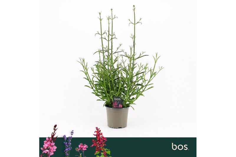 Verbena bonariensis Bonne Blue 