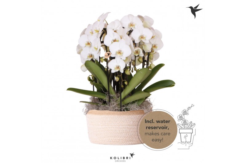 Phalaenopsis elegant cascade Kolibri Orchids Mono - 6 tak Niagara Fall 