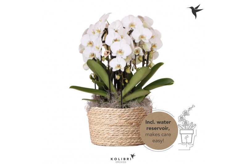 Phalaenopsis elegant cascade Kolibri Orchids Mono - 6 tak Niagara Fall 