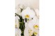 Phalaenopsis elegant cascade Kolibri Orchids Mono - 6 tak Niagara Fall 