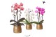Phalaenopsis elegant cascade Kolibri Orchids Niagara fall mix 2 tak in 