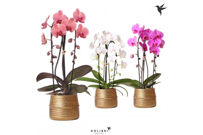 Phalaenopsis elegant cascade Kolibri Orchids Niagara fall mix 2 tak in 