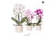 Phalaenopsis elegant cascade Kolibri Orchids Niagara fall mix 2 tak in 